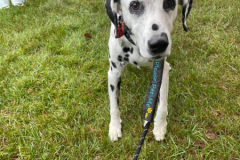 2024.9.28.ALS-Walk at Cedar Crest.ROXIE