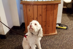 3.6.23-Devon-House.-BISCUIT