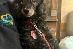 3.6.23-Devon-House.-NORI