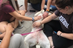 2019.9.LehighU.SafetyHealthFair.HANNAH.4studentsBellyRub