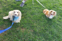 2023.08.01.NazarethPubLib.WILLY-and-BRITTANY-looking-forward-to-READ-TO-A-DOG