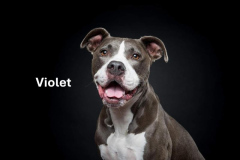 VIOLET.2023.CM