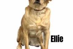 ELLIE.2024.NS