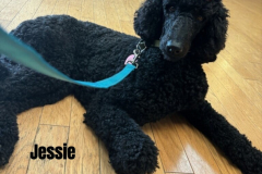 JESSIE.2024.TP