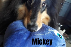 MICKEY.2024.JE