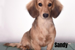 SANDY.2024.RR