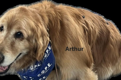 ARTHUR