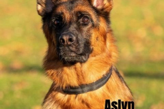 ASLYN.2025.MM