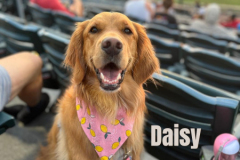 DAISY.2025.AW