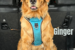 GINGER.2025.KF-L
