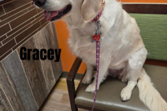 GRACEY.2025.V.Y.