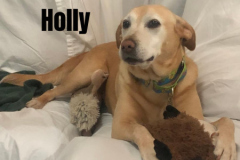 HOLLY.2025.KW