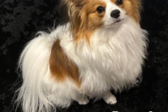 RUPERT.2025.CS