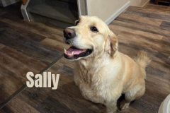 SALLY.2025.B.VDeM