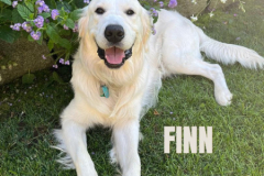 FINN.2026