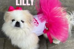 LILLY_.2026