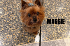 MAGGIE.2026