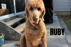 RUBY.2026