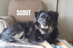SCOUT.2026