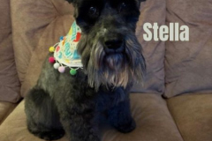 2026.STELLA