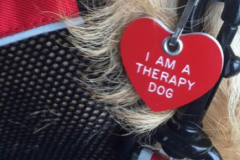 I-Am-A-Therapy-Dog
