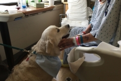 Nik.LVHospitalVounteer