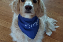 2023.Paws-sta-Dinner.WILLY