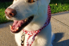 2023.Paws-ta-Dinner.ANNIKA