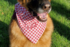 2023.Paws-ta-Dinner.VAYL