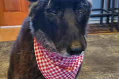 2023.Paws-ta-Dinner.ZORA