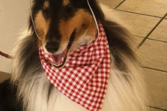 2023.Paws-taDinner.MARGO