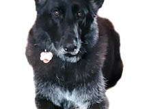 2023.Paws-taDinner.ZORA