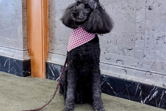 2024.Paw-sta-Dinner.BELLA