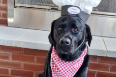 2024.Paw-sta-Dinner.FINN