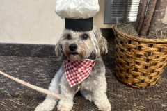 2024.Paw-sta-Dinner.JOEY