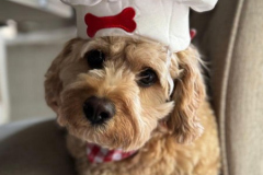 2024.Paw-sta-Dinner.LOUIS